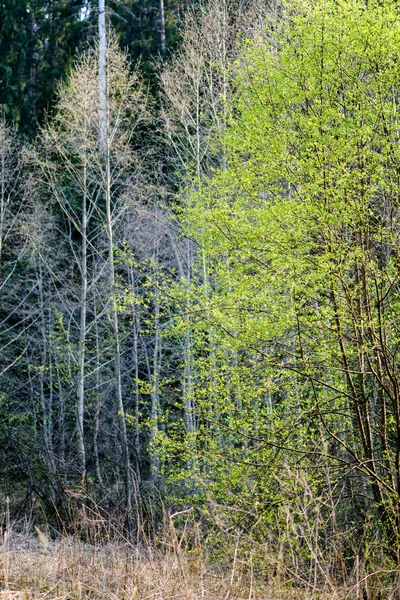 Arbres frais de forêt verte au printemps — Photo