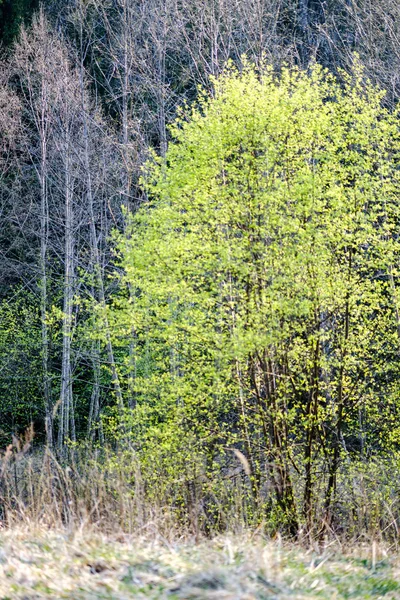 Frische grüne Waldbäume im Frühling — Stockfoto