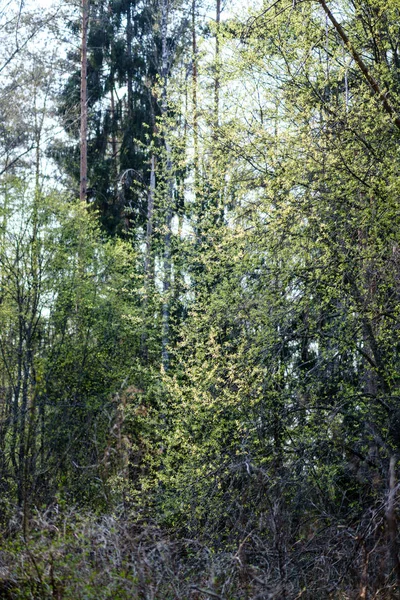 Čerstvé zelené lesní stromy na jaře — Stock fotografie