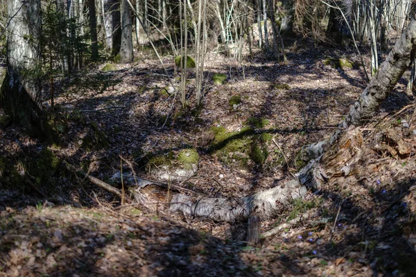 Troncos de árboles secos en primavera forestal — Foto de Stock