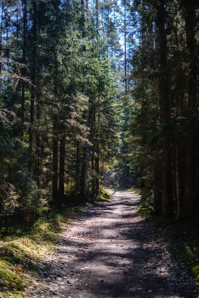 Route de gravier vide dans la forêt avec des rayons du soleil et des ombres — Photo