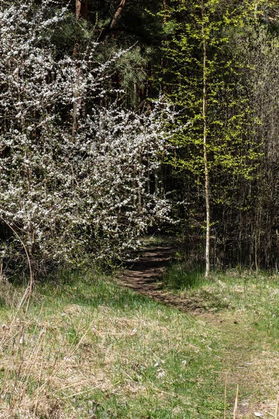 Cherry Tree blommar blommar i grenar på våren — Stockfoto