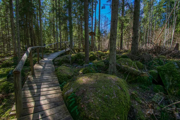 Dark mysterious spruce tree forest with rocks and moss — Stock Photo, Image