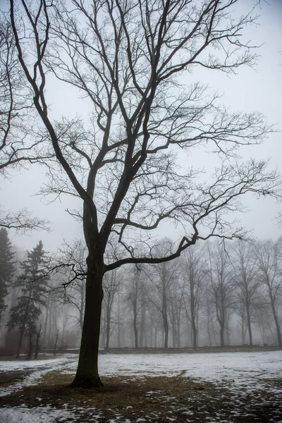 naked tree trunks in misty day in park