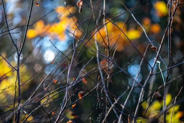 Autunno foglie color oro con sfondo sfocato e rami d'albero — Foto Stock