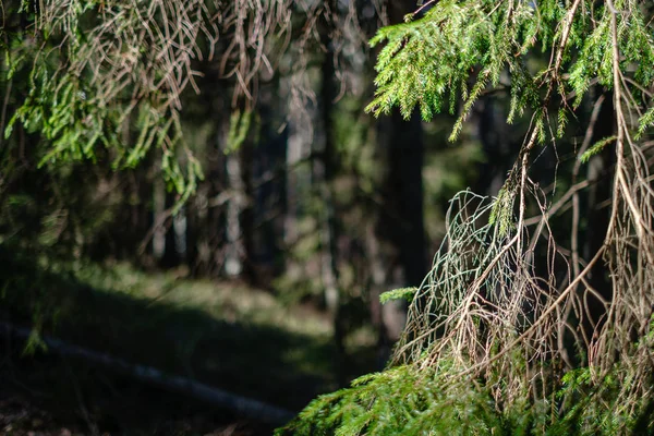 Jeune forêt fraîche d'épinettes vertes de printemps par temps ensoleillé — Photo