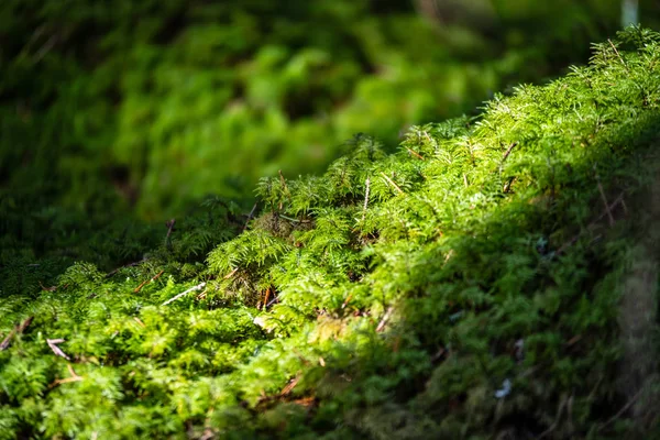 Сосновий ліс земля покрита мохом — стокове фото