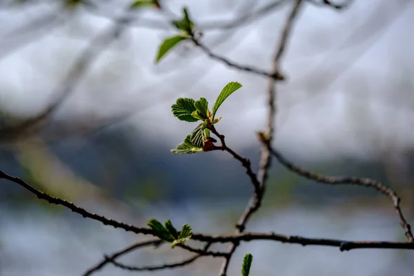 Ramos de árvore de primavera com pequenas folhas frescas sobre o corpo de água bac — Fotografia de Stock