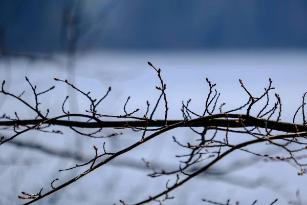 Frühlingsbaumzweige mit kleinen frischen Blättern über dem Wasserkörper bac — Stockfoto