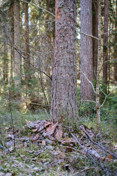 Troncos de árvores secas na primavera da floresta — Fotografia de Stock