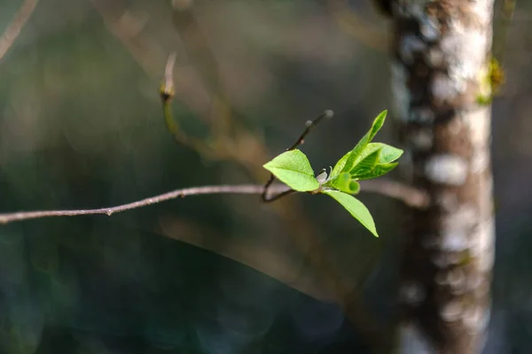 Unga färska gröna björkblad på våren — Stockfoto