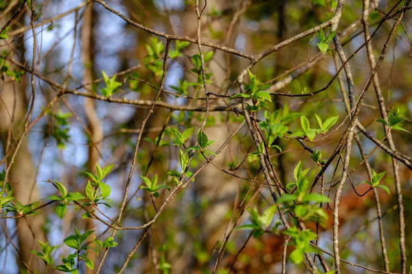 Bétula e álamo crescem na primavera com as primeiras folhas eclodindo — Fotografia de Stock