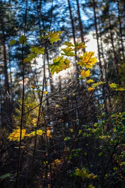 Outono folhas coloridas de ouro com fundo borrão e branche de árvore — Fotografia de Stock