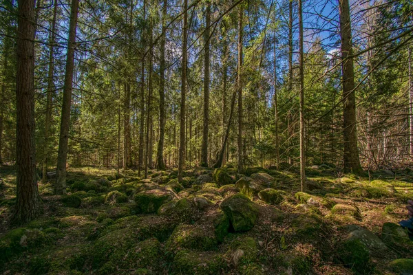 Dark mysterious spruce tree forest with rocks and moss — Stock Photo, Image