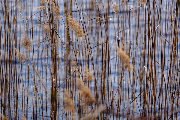 Lente boomtakken met kleine verse bladeren over waterlichaam BAC — Stockfoto