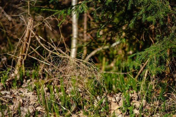 Mladý svěží jaro zelený smrk strom les v slunečný den — Stock fotografie