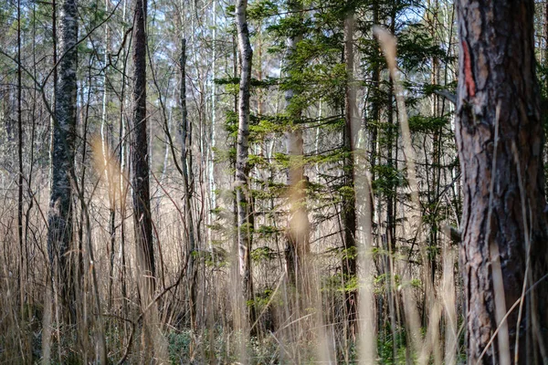 Giovane primavera fresca verde abete rosso foresta in giornata di sole — Foto Stock