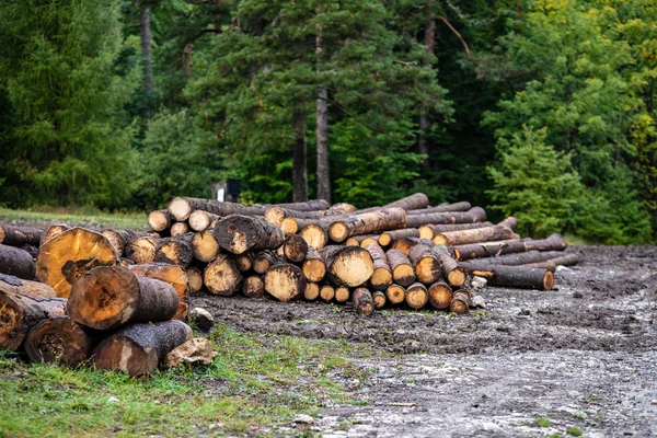 Foresterové práce, dřevěné klády na velkých hromadách u lesa — Stock fotografie