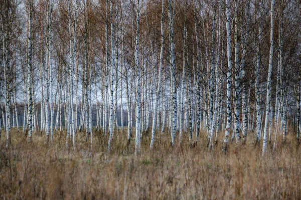 Abedul y álamo crecen en primavera con las primeras hojas eclosionando — Foto de Stock