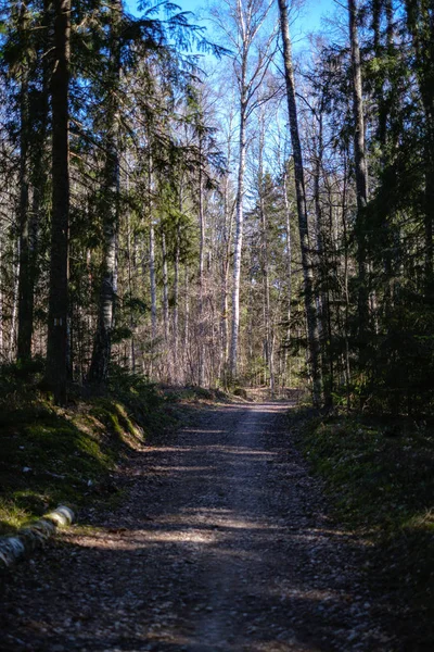 Leere Schotterpiste im Wald mit Sonnenstrahlen und Schatten — Stockfoto