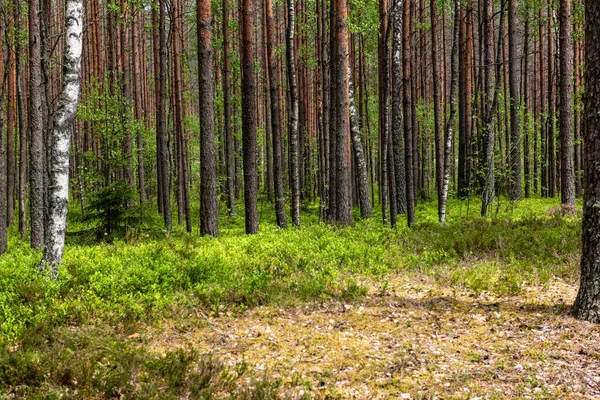 Friss zöld erdő körüli ország tó gondolatok a fa — Stock Fotó