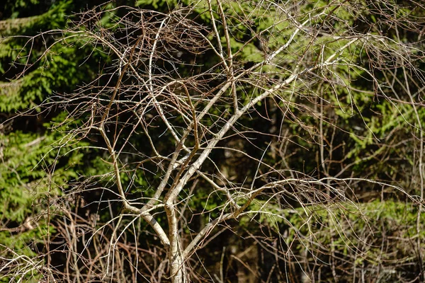 Frisch frühlingshaft grüner Fichtenwald an sonnigem Tag — Stockfoto