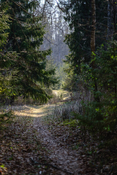 пустая гравийная пыльная дорога в лесу с солнечными лучами и тенями
