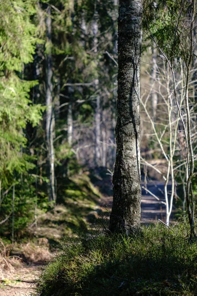 Jeune forêt fraîche d'épinettes vertes de printemps par temps ensoleillé — Photo