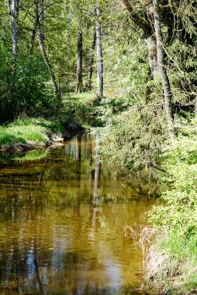 Lecho de río cubierto de roca en el bosque con bajo nivel de agua — Foto de Stock