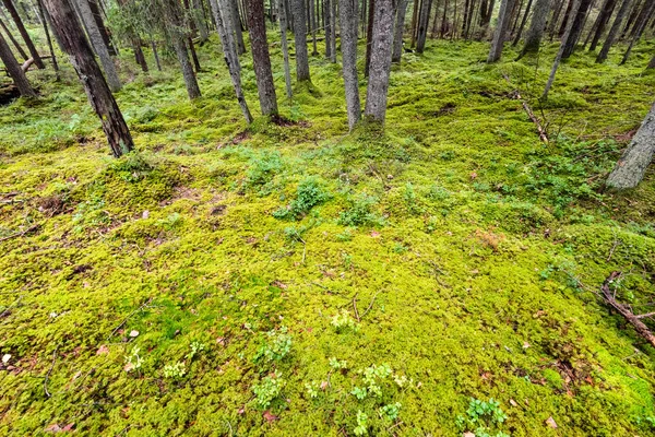 pine tree forest ground covered in moss