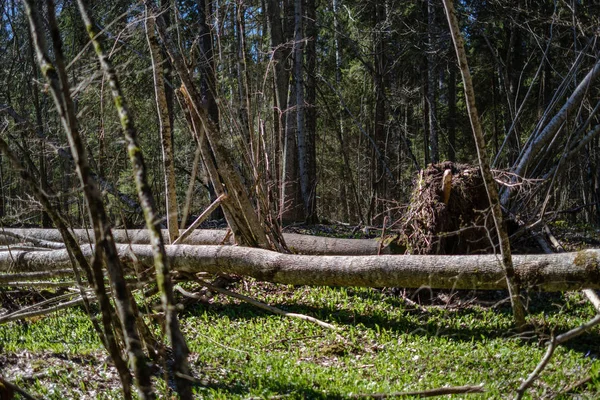 Tronchi d'albero secchi in primavera foresta — Foto Stock