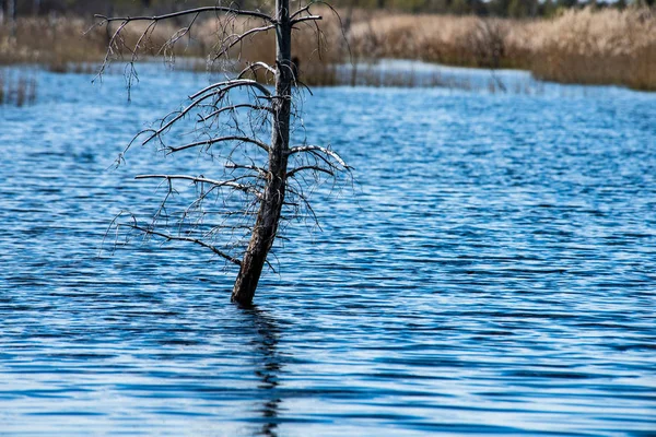 Troncos secos de árboles viejos en el agua en el río — Foto de Stock