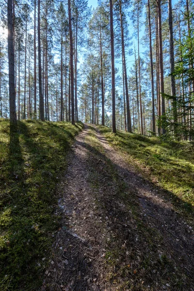 empty gravel dust road in forest with sun rays and shadows