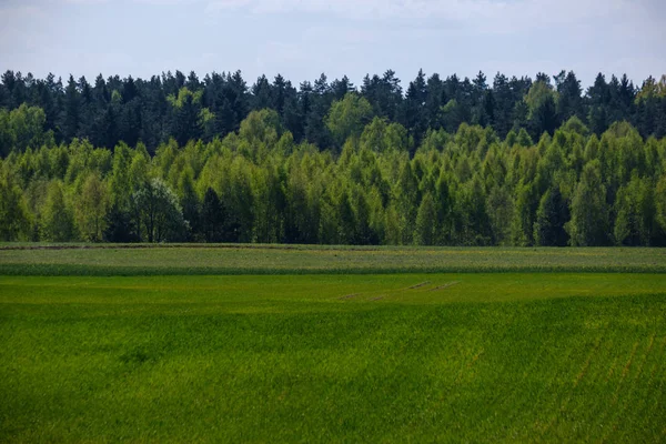 Frische grüne Felder im Frühling — Stockfoto