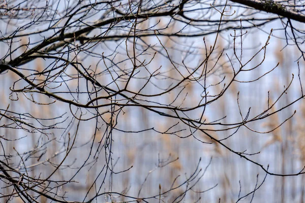 Ramas de árboles de primavera con pequeñas hojas frescas sobre el cuerpo de agua bac — Foto de Stock