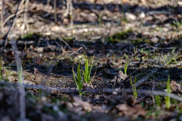 První čerstvé zelené travnaté kapusty na jaře — Stock fotografie