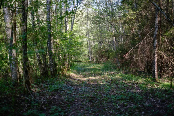 Üres kavics por út erdőben nap sugarai és árnyékok — Stock Fotó
