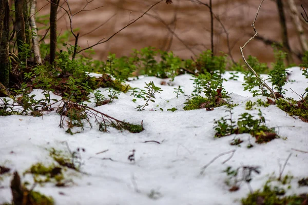 Texture del terreno ghiacciato in campagna invernale — Foto Stock