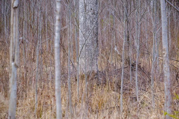 Branches d'arbres nus au début du printemps sans feuilles le jour gris — Photo