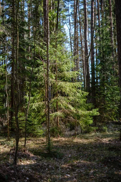 Jeune forêt fraîche d'épinettes vertes de printemps par temps ensoleillé — Photo