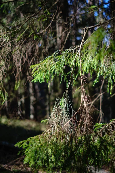 Giovane primavera fresca verde abete rosso foresta in giornata di sole — Foto Stock