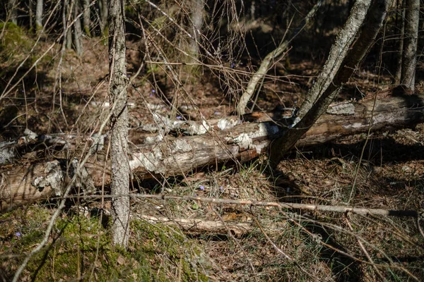 Troncs d'arbres secs au printemps forestier — Photo