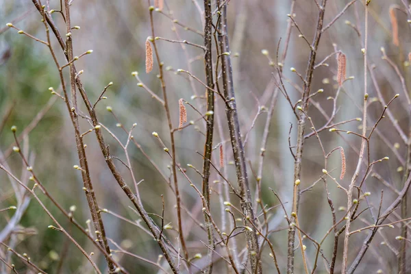 Nackte Äste im zeitigen Frühling ohne Blätter an grauen Tagen — Stockfoto