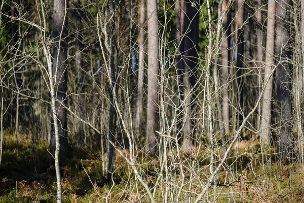 Tronchi d'albero secchi in primavera foresta — Foto Stock