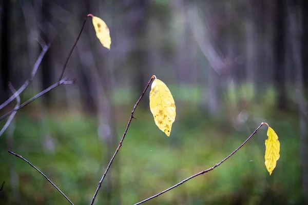 Herfst gekleurde gouden boom bladeren in de natuur in zonnige dag — Stockfoto