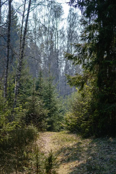 Estrada de pó de cascalho vazio na floresta com raios de sol e sombras — Fotografia de Stock