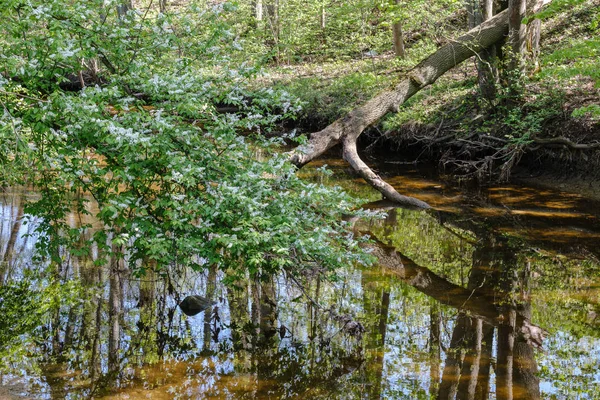 Rots bedekt rivierbed in bos met laag waterpeil — Stockfoto