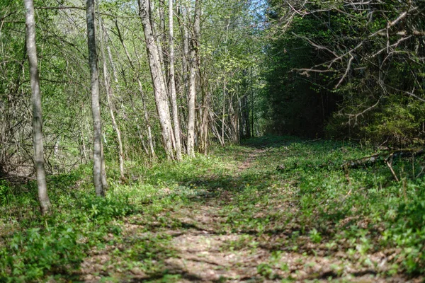 Verse groene bosbomen in het voorjaar — Stockfoto