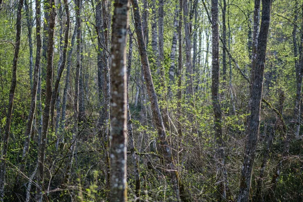 Frische grüne Waldbäume im Frühling — Stockfoto