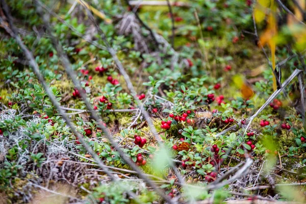 Czerwone żurawiny borówki rosnące w mchu w lesie — Zdjęcie stockowe